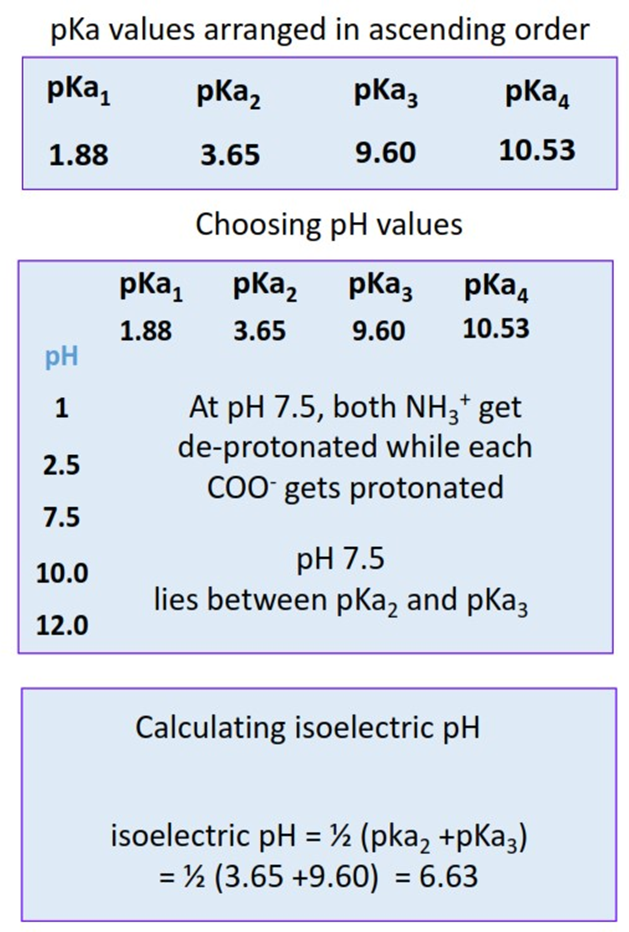 Gel Electrophoresis: An easy tutorial and the simplest way to find the isoelectric pH of a protein molecule