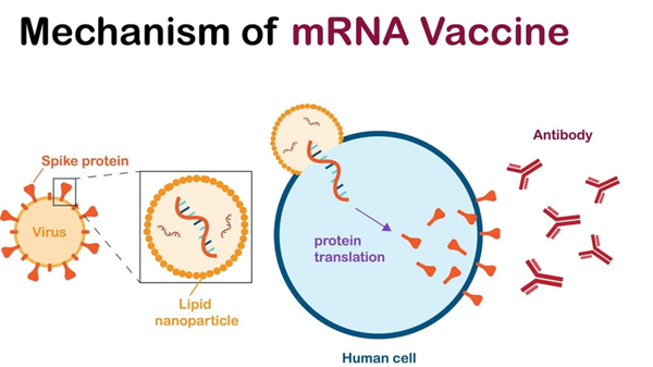 mRNA vaccine delivery using lipid nanoparticles showing cellular uptake and protein synthesis for immune response