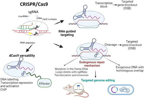 CRISPR Cas9 gene editing mechanism illustrating DNA modification for advanced molecular biology and future medicine